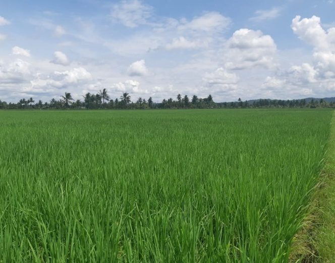 
Kecamatan Tenggarong Seberang Berkeinginan Menjadi  Lumbung Pangan Untuk IKN