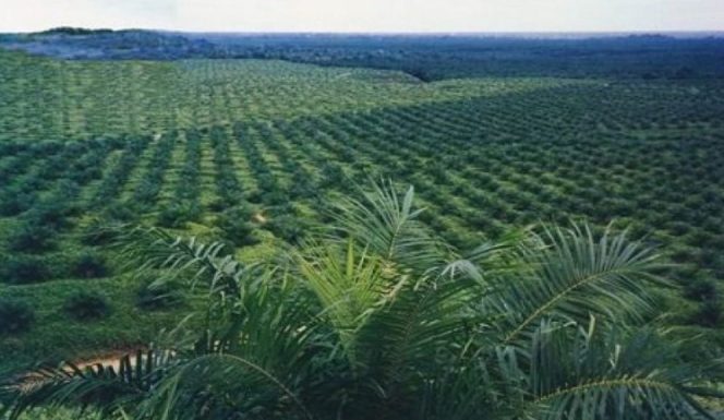
Salah Satu Perusahaan Perkebunan di Kukar Tunggak Pajak Rp 30 Milyar
