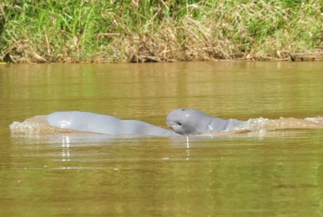 
Pokdarwis Desa Pela Harap Perda Konservasi Perairan Habitat Pesut Mahakam Segera Disahkan