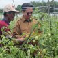 TEKS FOTO : Wabup Kukar Rendi Solihin saat dilahan pertanian bersama petani (istimewa)