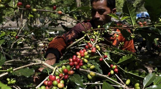 
Teks Foto : Ilustrasi kopi