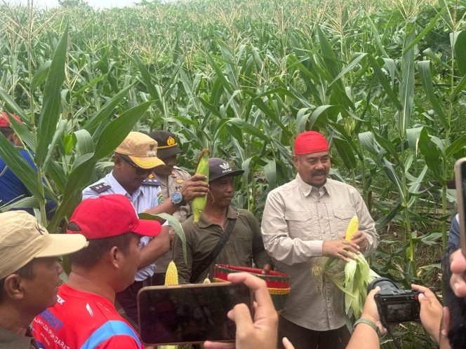 
Teks foto : Bupati Kukar Edi Damansyah lakukan panen raya di Kelurahan Maluhu (Angga/okeborneo.com) 