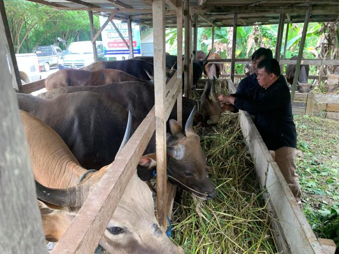 
Distanak Kukar Intensifkan Pemeriksaan Hewan Kurban di Tenggarong untuk Jamin Kesehatan Konsumen