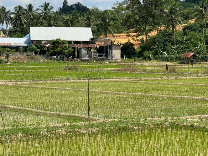 
Distanak Kukar Dorong Kesadaran Petani Jaga Lahan, Tolak Alih Fungsi ke Non-Pangan