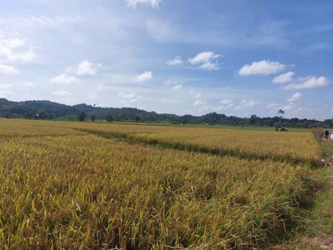 
Desa Jembayan Dalam Fokus Perkuat Ketahanan Pangan Lewat Optimalisasi Lahan dan Infrastruktur