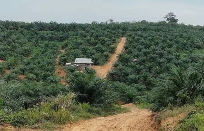 
Disbun Kukar Prioritaskan Kelompok Tani Legal untuk Program Perkebunan Sawit dan Tanaman Unggulan