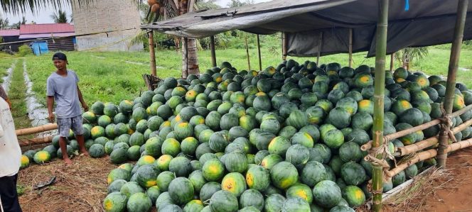 
Petani Muara Kaman Ulu Andalkan Diversifikasi untuk Hadapi Perubahan Iklim