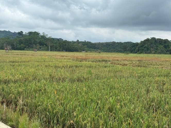 
Desa Karang Tunggal Fokus Garap Lahan Sawah dan Hortikultura untuk Perkuat Ketahanan Pangan