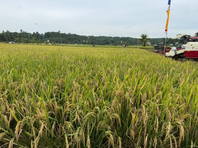 
Kecamatan Sebulu Jadi Lumbung Pangan Untuk Wilayah Kukar dan Sekitarnya