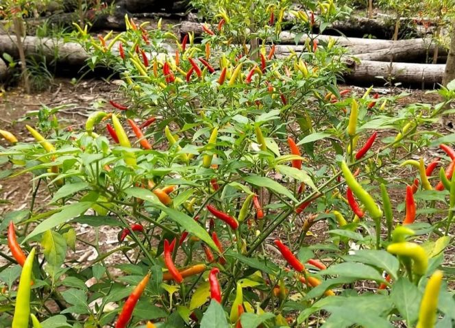 
Kota Bangun Ulu Kembangkan Hortikultura, Cabe Jadi Komoditas Andalan