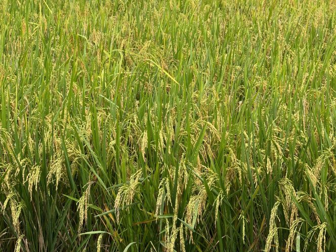 
Petani Mangkurawang Jalin Kerja Sama dengan Bulog, 97 Ton Gabah Terserap