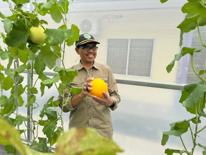 
Kadistanak Kukar, M Taufik, memegang buah melon hasil panen di greenhouse Unikarta, Kamis (19/9/2025). (Angga/Okeborneo.com)