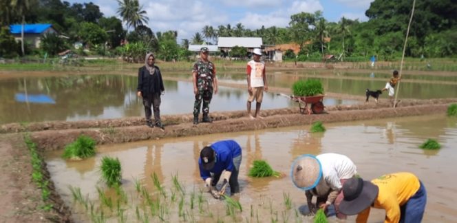 
Petani di Kutai Kartanegara melakukan kegiatan tanam padi di sawah dengan pendampingan penyuluh pertanian. (Angga/okeborneo.com)