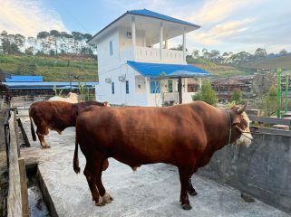 Sapi kurban Presiden Prabowo Subianto dari peternak Loa Janan. (Istimewa)