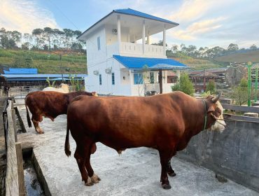 Sapi kurban Presiden Prabowo Subianto dari peternak Loa Janan. (Istimewa)
