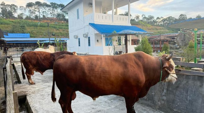 Sapi kurban Presiden Prabowo Subianto dari peternak Loa Janan. (Istimewa)