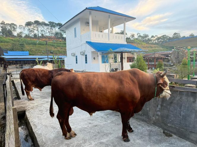 
Sapi kurban Presiden Prabowo Subianto dari peternak Loa Janan. (Istimewa)