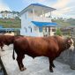 Sapi kurban presiden