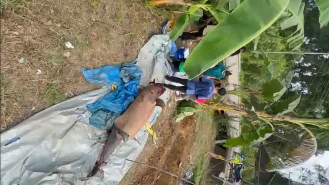 
Pesut Mahakam bernama Lion saat proses evakuasi setelah ditemukan mati di Desa Liang, Kecamatan Kota Bangun. (Istimewa)