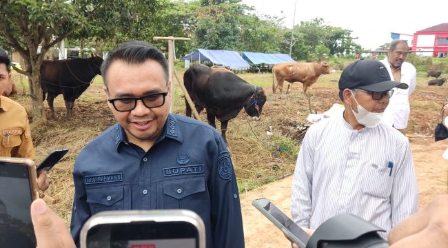 Bupati Kutai Kartanegara, Aulia Rahman Basri, meninjau pemeriksaan kesehatan hewan kurban di Jalan Lais, Kelurahan Timbau, Tenggarong. (Angga/okeborneo.com)