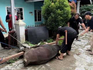 Pengurus PWI Kukar menyembelih sapi kurban bantuan Pemkab Kukar di Sekretariat PWI Kukar, Jalan Lais, Tenggarong. (Istimewa)