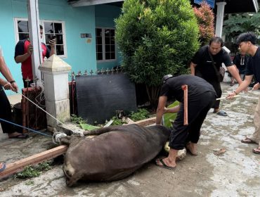 Pengurus PWI Kukar menyembelih sapi kurban bantuan Pemkab Kukar di Sekretariat PWI Kukar, Jalan Lais, Tenggarong. (Istimewa)