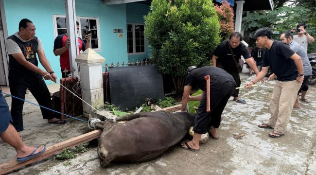 Pengurus PWI Kukar menyembelih sapi kurban bantuan Pemkab Kukar di Sekretariat PWI Kukar, Jalan Lais, Tenggarong. (Istimewa)