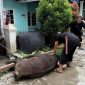 Pengurus PWI Kukar menyembelih sapi kurban bantuan Pemkab Kukar di Sekretariat PWI Kukar, Jalan Lais, Tenggarong. (Istimewa)
