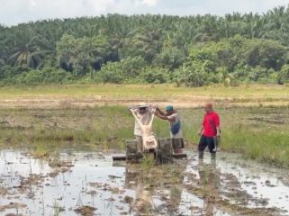 Bupati Kutai Kartanegara Aulia Rahman Basri mencoba mengoperasikan hand tractor bersama petani saat menghadiri syukuran pemanfaatan prasarana pertanian di Desa Bunga Jadi, Kecamatan Muara Kaman, Jumat (5/6/2026). (Istimewa)