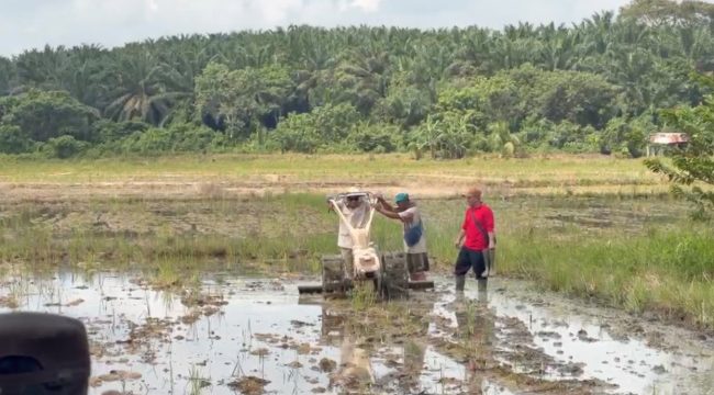 Bupati Kutai Kartanegara Aulia Rahman Basri mencoba mengoperasikan hand tractor bersama petani saat menghadiri syukuran pemanfaatan prasarana pertanian di Desa Bunga Jadi, Kecamatan Muara Kaman, Jumat (5/6/2026). (Istimewa)