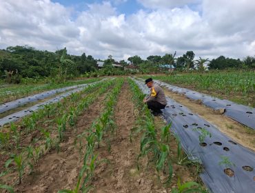 Lahan jagung binaan Polresta Samarinda di salah satu wilayah polsek jajaran. Program ini melibatkan pemantauan tanaman, penanaman, hingga persiapan panen bertahap untuk mendukung pasokan pangan daerah. (Istimewa)