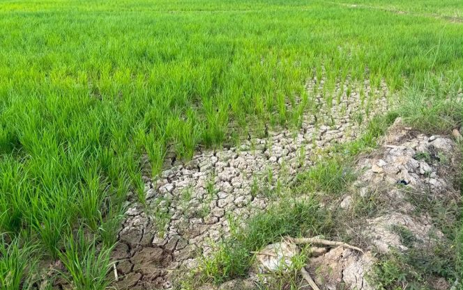 
Kemarau Mulai Keringkan Sawah, Pemkab Kukar Usulkan Modifikasi Cuaca