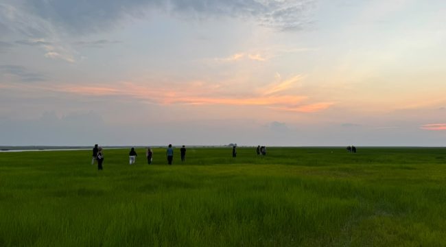 Hamparan Hijau di Danau Semayang yang mengering akibat Cuaca Ekstream di Desa Pela (Angga/okeborneo.com)
