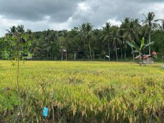 Hamparan persawahan di Kecamatan Tenggarong, Kutai Kartanegara. (Angga/okeborneo.com)