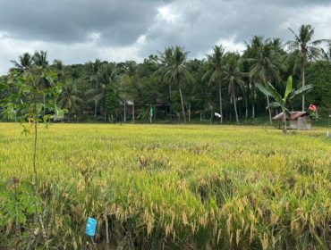 Hamparan persawahan di Kecamatan Tenggarong, Kutai Kartanegara. (Angga/okeborneo.com)
