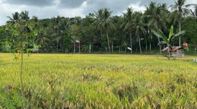 Hamparan persawahan di Kecamatan Tenggarong, Kutai Kartanegara. (Angga/okeborneo.com)