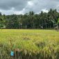 kekurangan air sawah Kukar