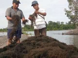 Rumput Laut (ilustrasi)