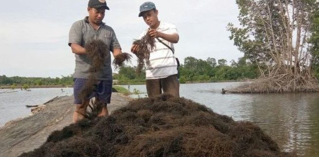 Rumput Laut (ilustrasi)