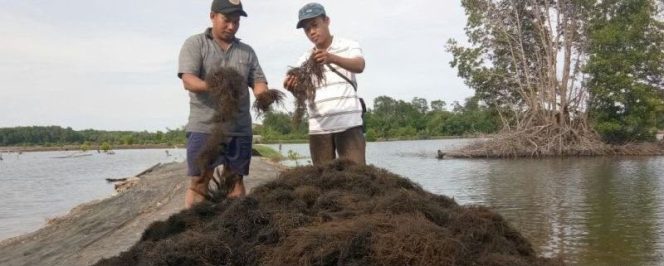 
Rumput Laut (ilustrasi)